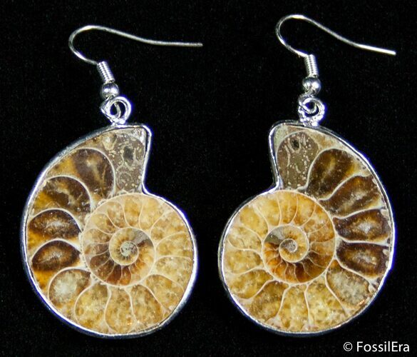 Ammonite Earrings #2608